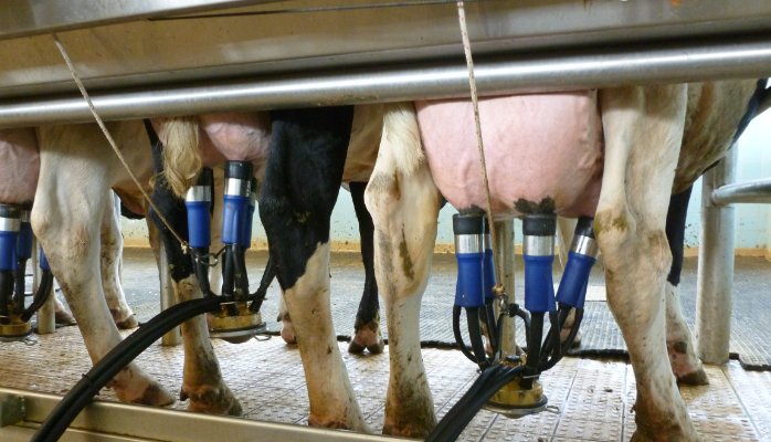 Milkrite's tweet photo. Our very own Derek Davies talks about why you should slow down to speed up milking https://t.co/A1Sw5YMfG5 https://t.co/4nkTkye5T2