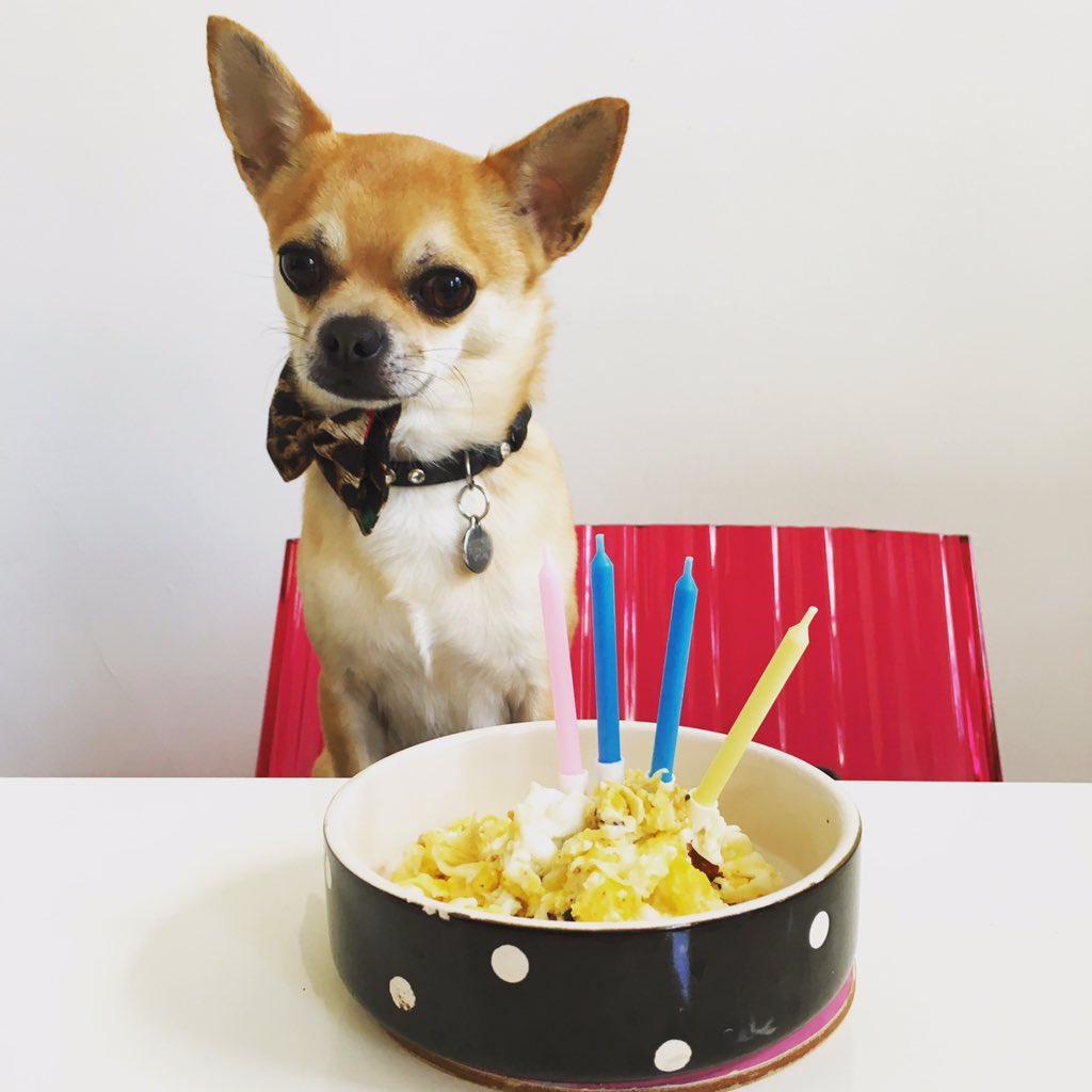 Chilliwawa's tweet photo. It's my #birthday !!! #dogs #love #cute #cutedogs #chilliwawa #party #NottingHill https://t.co/c92avw258f