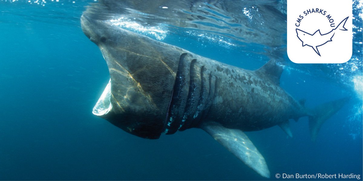 BonnConvention's tweet photo. #Time4Sharks : Mantener la pesca sostenible de #tiburonesmigratorios para asegurar su subsistencia #SharksMOS2 https://t.co/p0kGadBnpz