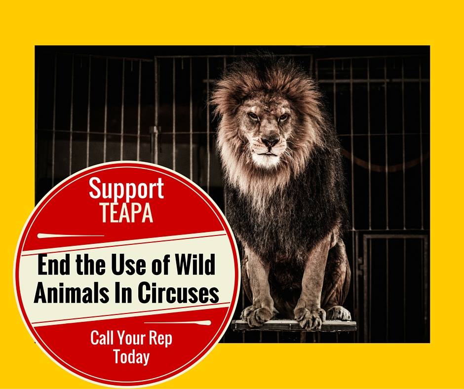 End the exploitation of circus #animals in the U.S.!  Join FB on.fb.me/1Q1L5QK. Help pass TEAPA!  #TEAPA2016