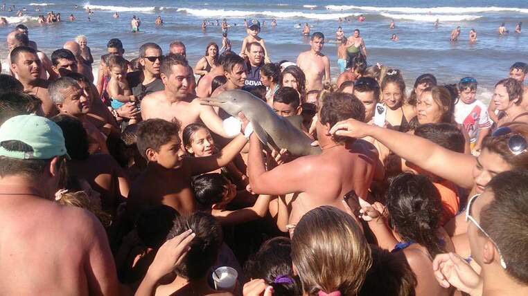 amywilde1's tweet photo. Dolphin Dies Being Passed Around For Selfies..by disrespectful, ignorant scumbags!! https://t.co/m0ZyanN0Wt https://t.co/DSVpYm5GSQ