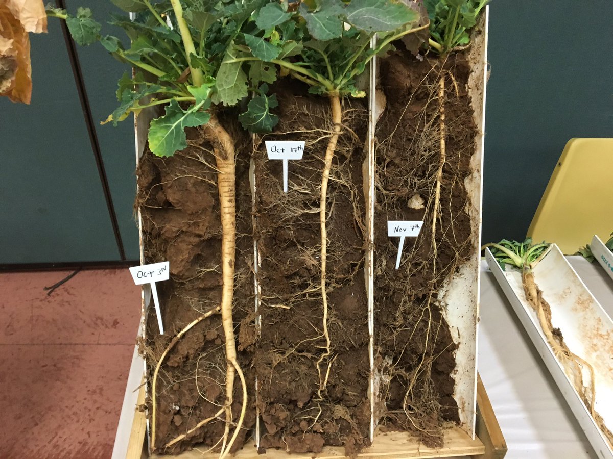 OSU_oilseeds's tweet photo. Root tubes set up at #CanolaCollege https://t.co/XOUVVCUIAo