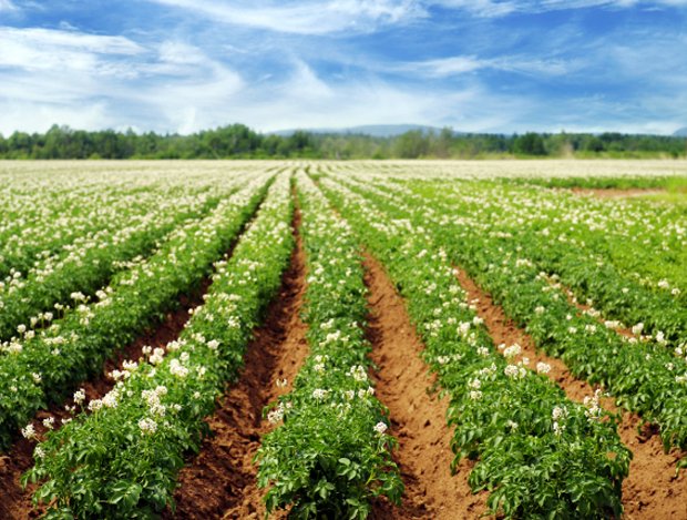 #Agricultural output soars as #technology takes over afr.com/news/special-r… > @FinancialReview #farming #newtech