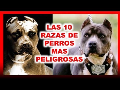 Mira el Top 10 los perros más peligrosos del mundo goo.gl/C2RMjp