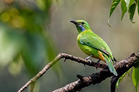 birdsofnepal's tweet photo. Orange-bellied Leafbird photographed in Nagarjuna forest, Kathmandu.
Photo by: Om Yadav #Nepal #Birding https://t.co/G1P9AvTr73