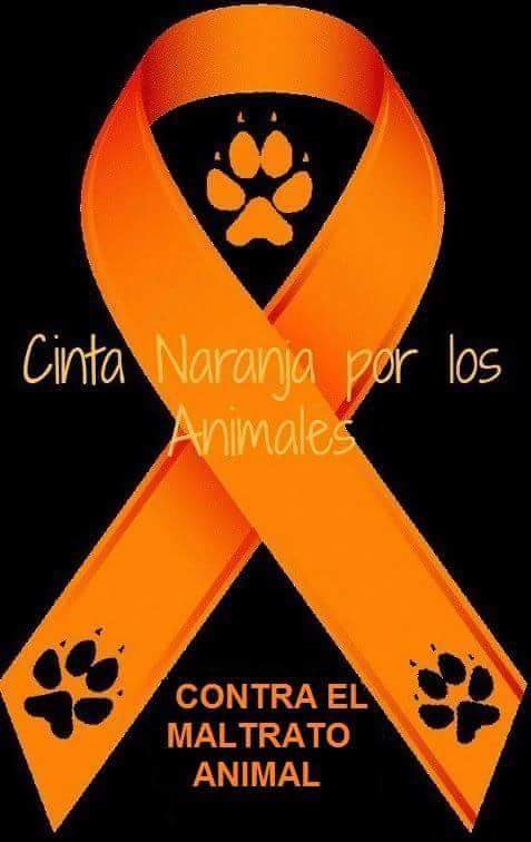 Rominitacg's tweet photo. Hay k proteger a los animales. . https://t.co/6JcZrBxnMx