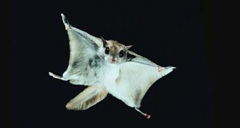SocialMaxS's tweet photo. "Flying squirrels" don't actually fly.  They jump and have great #PR. 
 #publicrelations https://t.co/UeF5CEIMNx