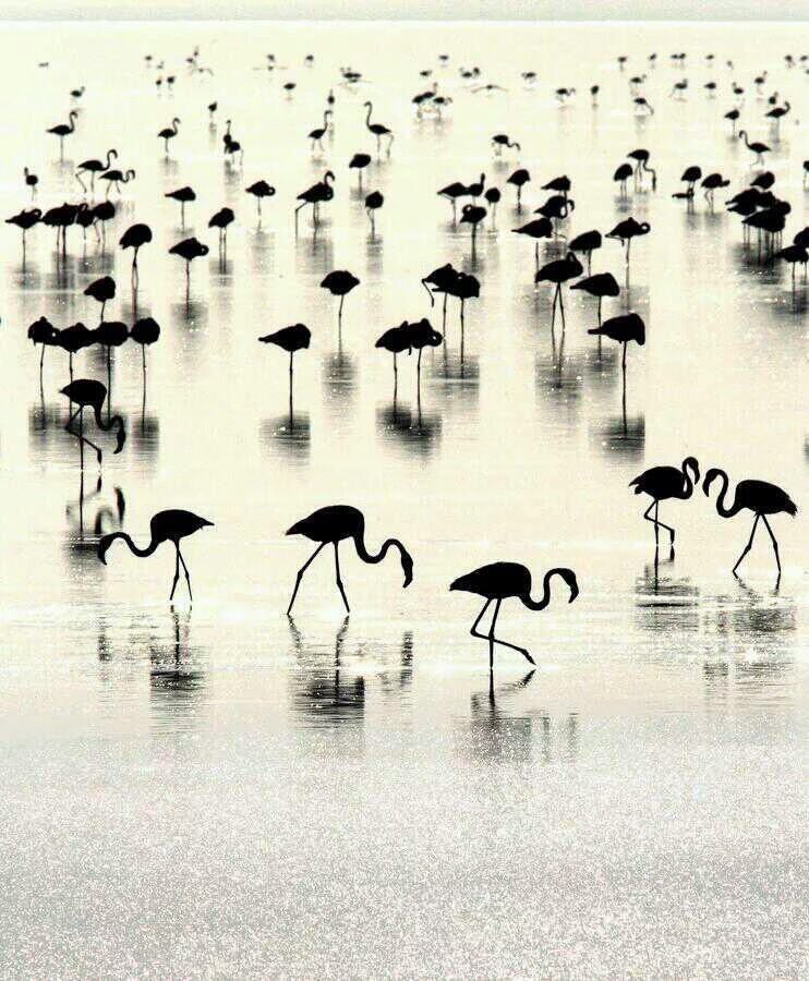 pep_vilamala's tweet photo. #birds https://t.co/hRZcQHeIky