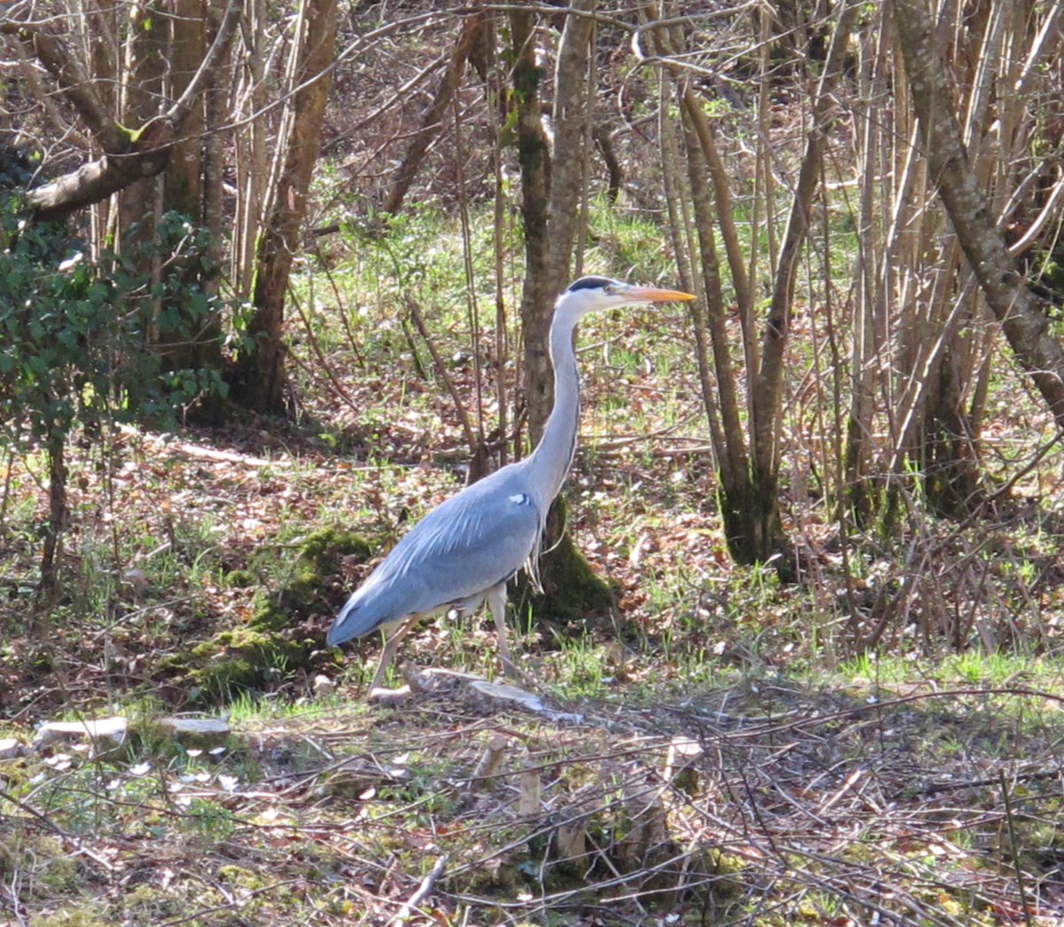 PillboxSG's tweet photo. This Afternoon #BasingstokeCanal Walk Sees #Heron &amp; #WW2Defences #Dogmersfield #Hampshire https://t.co/Kav15ZLay3