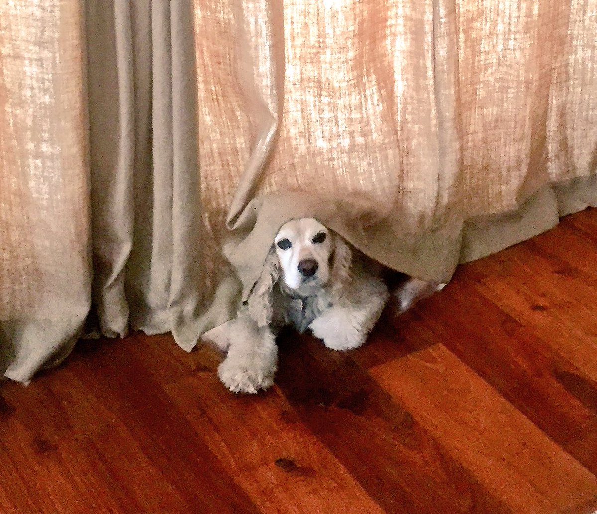 KatrinasTrigger's tweet photo. I love a good #CurtainCall #Whoof #DogsRule #MyHouse #RainyDayFun #CockerMania https://t.co/Jl20Xzrgai