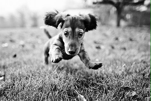 mfwashy's tweet photo. LOOK AT ALL THESE CUTE DOGS ahhh I want to run so many tests on them! #icanteven https://t.co/uQ0JG8TszC