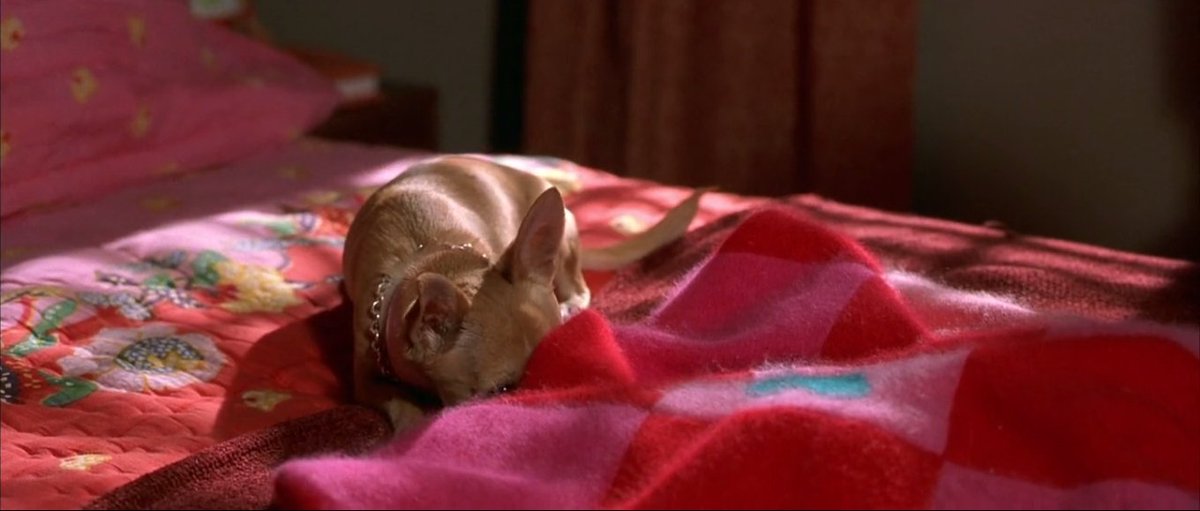 filmstrips_'s tweet photo. you must always have faith in yourself.

legally blonde (2001) https://t.co/zy0jpKvgta