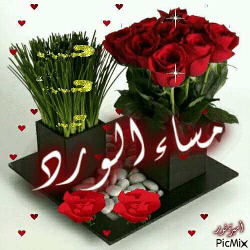 hamesali7773's tweet photo. @69RHF69 

مساء الورد https://t.co/qVvO2tVRkX