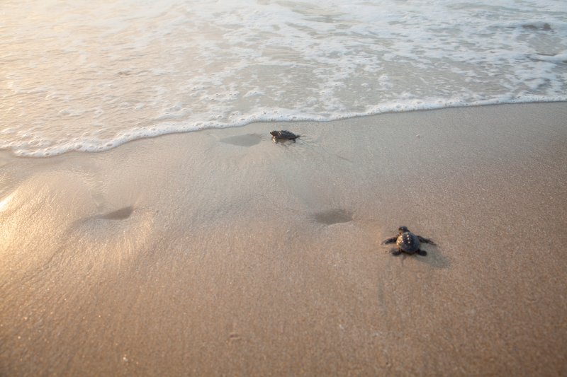 oceana's tweet photo. A Simple Step to Save Sea Turtles https://t.co/ED4xGfRNbo @Oceana_Andy @1moregeneration https://t.co/G4dkNvEgcd