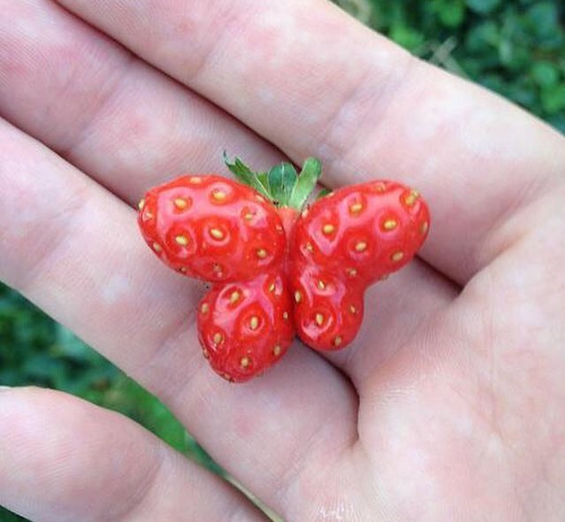 UglyFruitAndVeg's tweet photo. #TBT 🍓🍓✈️ https://t.co/xqmOmxpLOM