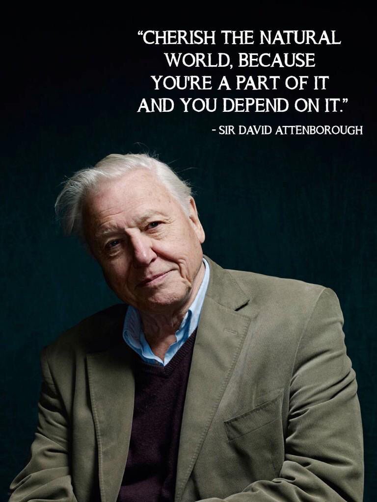 Pin By Jolene Soh On Quotes David Attenborough Quotes David