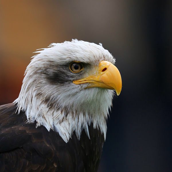 Cedrick_Seagull's tweet photo. Me and ste gave a eagle a black eye today 👊🏻 #roadman #gangsta https://t.co/PYBEl9AB7B