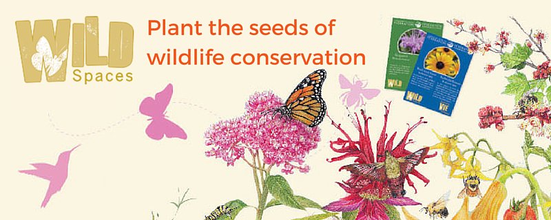 Free pollinator friendly seed packs from CWF: buff.ly/24cxgVK  #CWFWildSpaces  x.com/cwf_fcf/status…