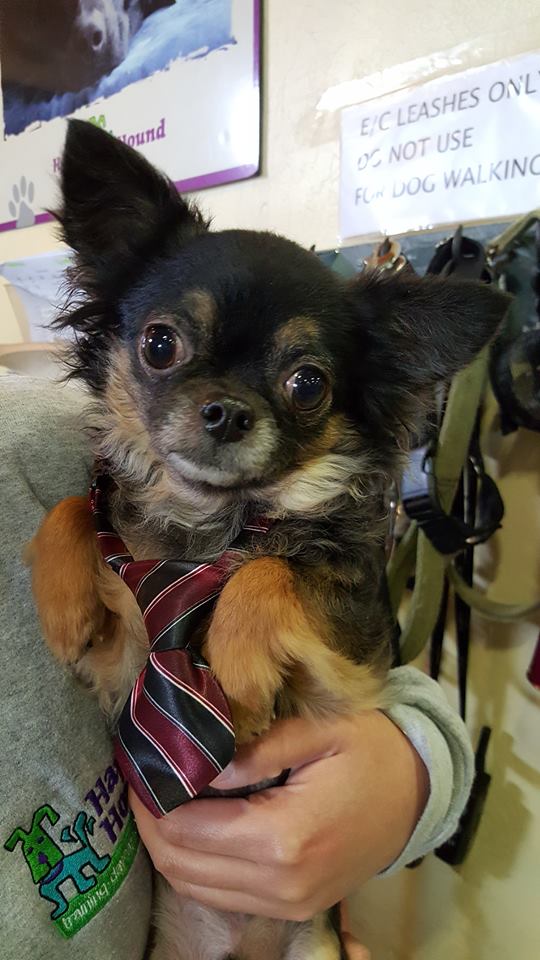 happy hounds doggy daycare