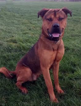 homelesshounds's tweet photo. Let's introduce you to some of our doggies looking for their forever homes..
https://t.co/ASjAKh8yAn https://t.co/svWiNwjzHB