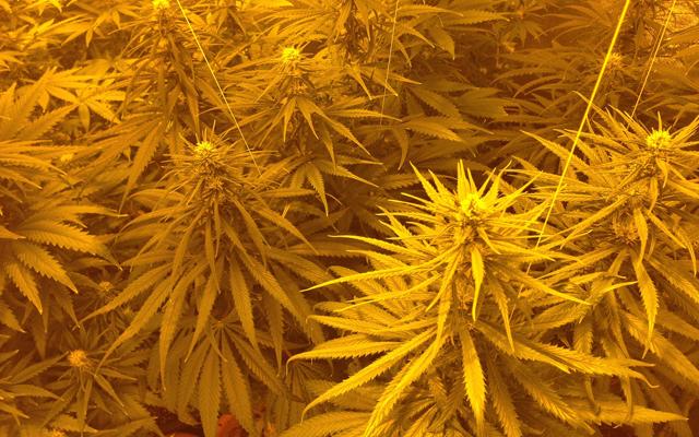 HIGH_TIMES_Mag's tweet image. Newbie #Grow Pt. 1: The First Steps
bit.ly/1Lf0g7H