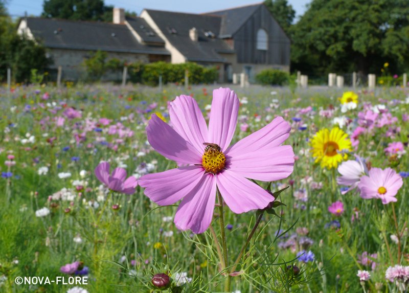 We're giving away enough flower meadow seeds for a community project! #FreebieFriday @Team4Nature300 - RT to enter