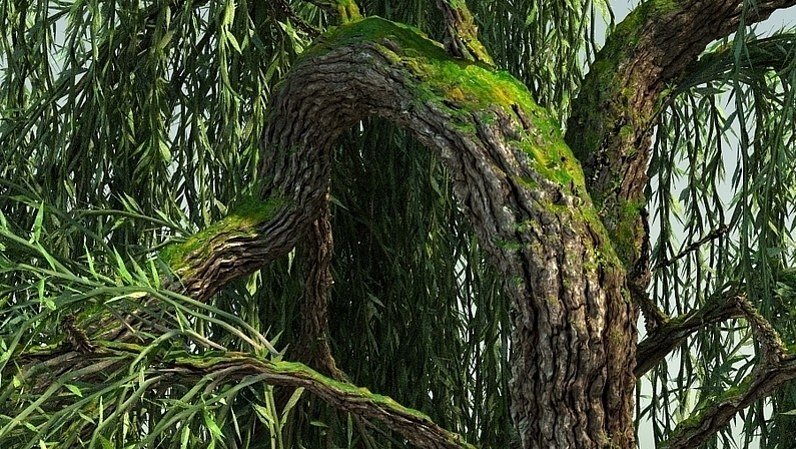 Cubebrush's tweet photo. Super realistic-looking WEEPING WILLOW TREE 3D model https://t.co/qzRrTKW31l #treemodel #gameart #gamedev #3drender https://t.co/mAfOAHWedH