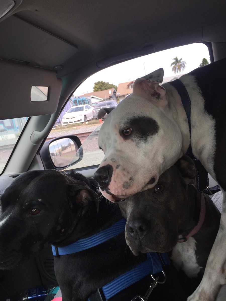 MissionUnderdog's tweet photo. I think Ollie might be slightly jealous... #dogsofourlives #dogsoftwitter https://t.co/wWoP7EYzCn