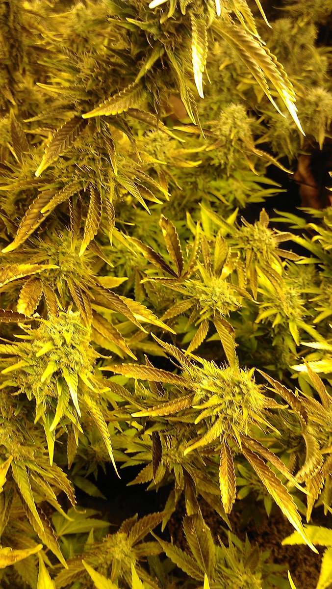 Enjoy every day with some Mary Jane 🍁