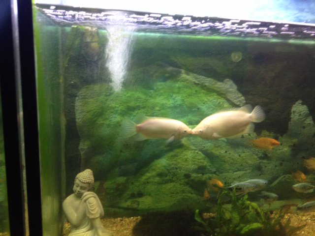 Nos deux tourtereaux aquatiques