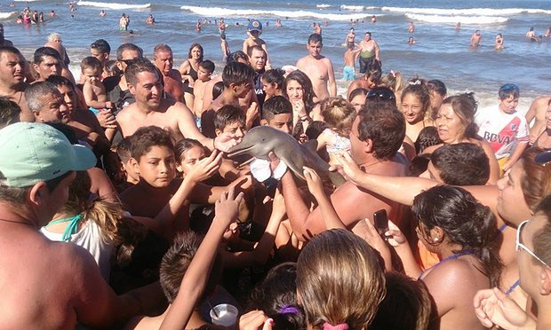 dtdchange's tweet photo. Endangered dolphin died as beachgoers passed it around for photos
https://t.co/UbMxmyko5t #Education https://t.co/BKmDh52n3q