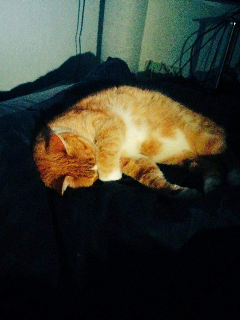 ASeecamp's tweet image. soft kitty, warm kitty, 
little ball of fur, 
happy kitty, sleepy kitty, 
purr, purr, purr 
#BigBangTheory #sheldon