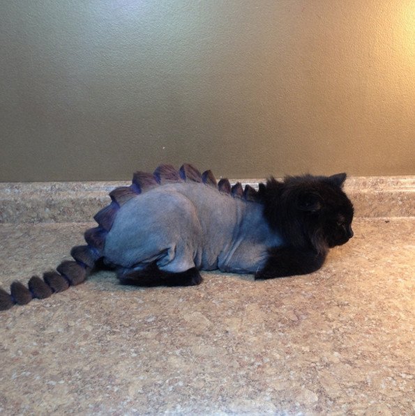 Q101Chicago's tweet photo. Wonder if @marconibologna will let me do this to his cats...<3 @laurenoneil #dragoncut #meow https://t.co/KqWxX3IQvC https://t.co/SQB9bDiLAl