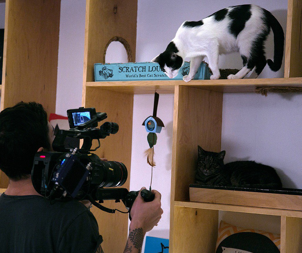 smartish's tweet photo. "Oooh, wine!" 😻 #NationalDrinkWineDay #ForgetMilk #smartish https://t.co/do66CNvBo8