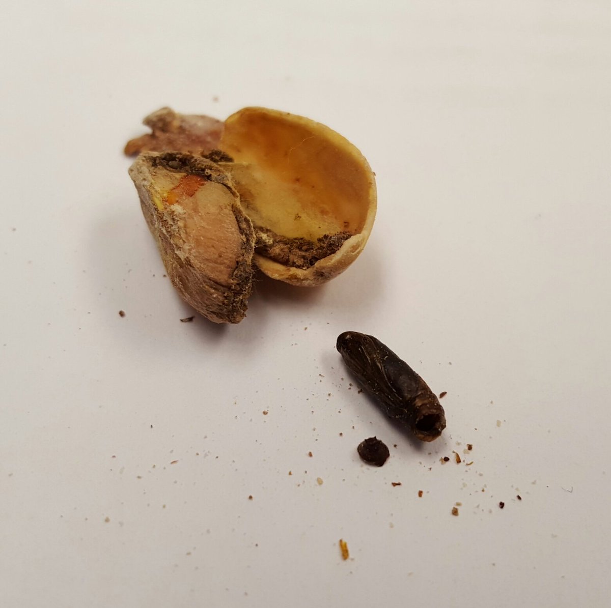 Sarahh_Janeyy's tweet image. Hey #entos, what kind lepidopteran pupates in pistachios? @EntsocAmerica @EntomologyClub @UFEntomology