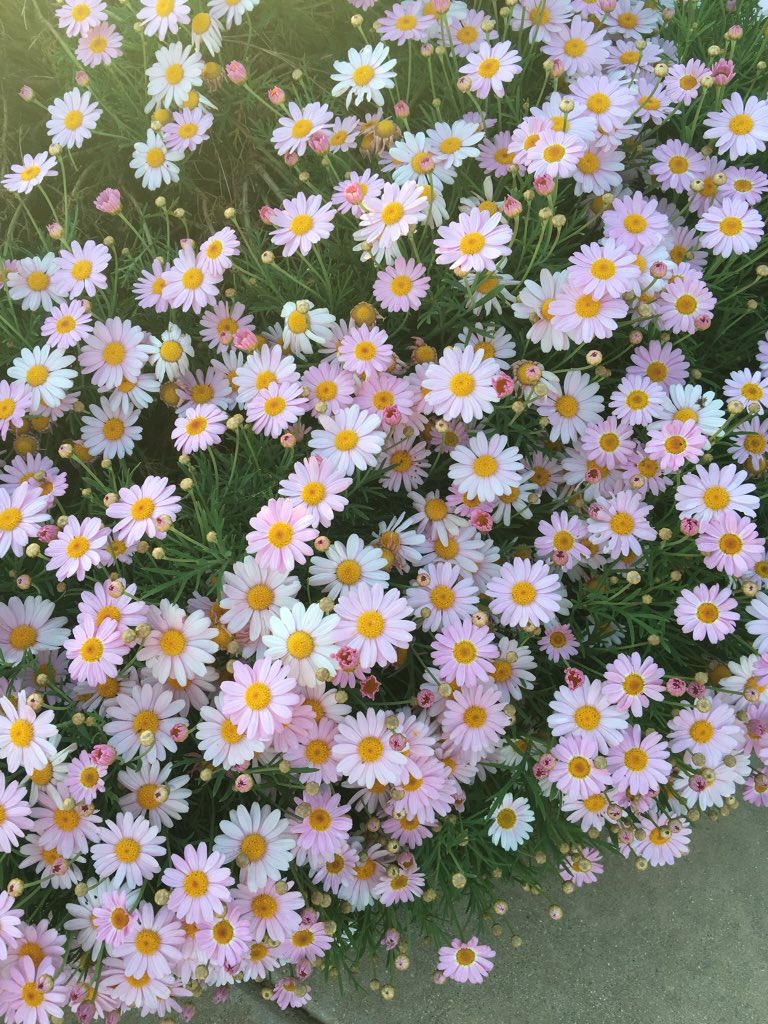 Sevan (@sevansevand) on Twitter photo 