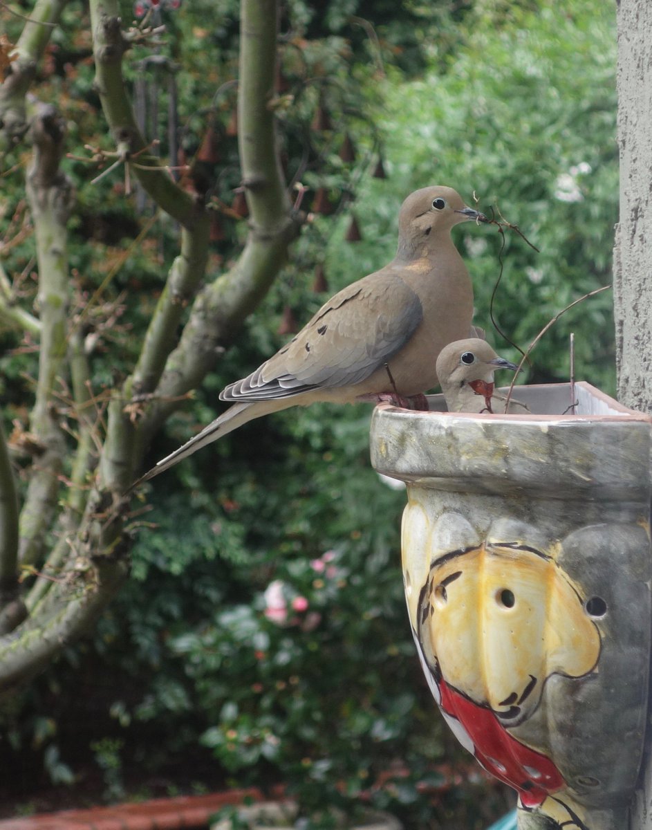 We're having a baby!  This dove couple has set up their maternity ward in the planter outside our kitchen.