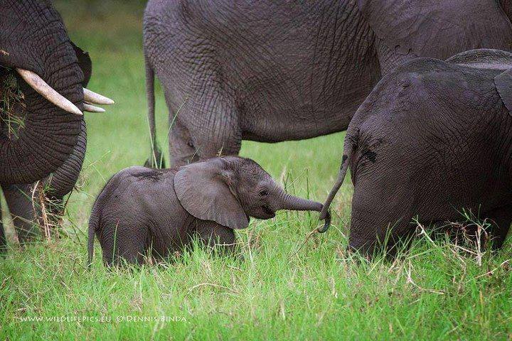 AnimalsShot's tweet photo. I can't help myself but I just love baby elephants https://t.co/x7yYiHXe7Y