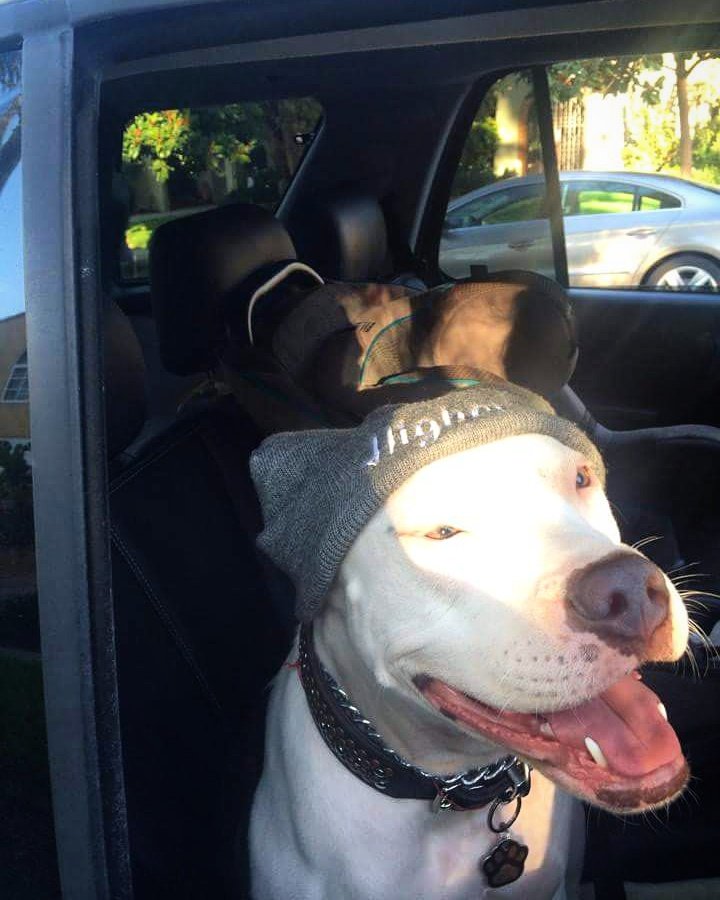HigherBC's tweet photo. Who said beanies are for humans only? 🐶 thanks for supporting the movement Luna! #Higherbrand #Streetwear #Pitbull https://t.co/qsOuXKN4jH