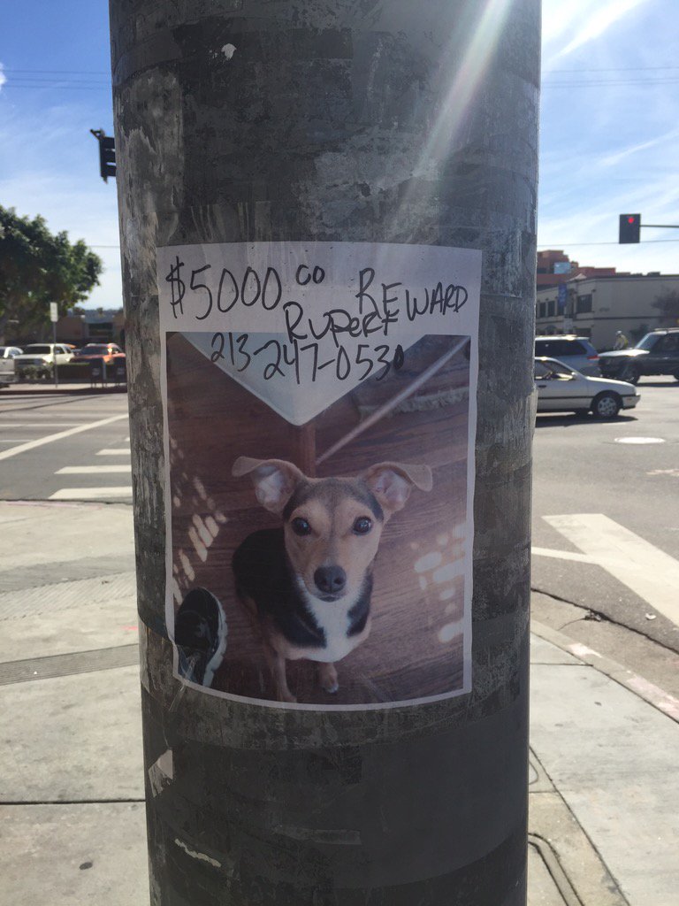 Hey Bill finding this dog could solve all our problems!