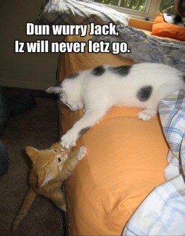 LOL_Cats (@lolcats_fun) on Twitter photo 