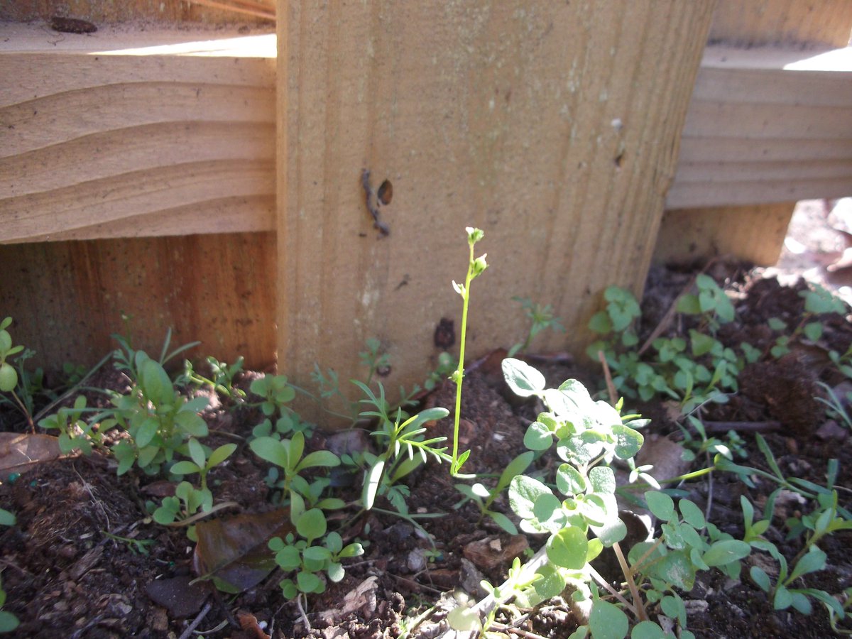 MonarchHelp's tweet photo. Wildflowers mix doesn't look like much...yet :) #nectarsources #monarchbutterfly https://t.co/AT7yxDbMpe