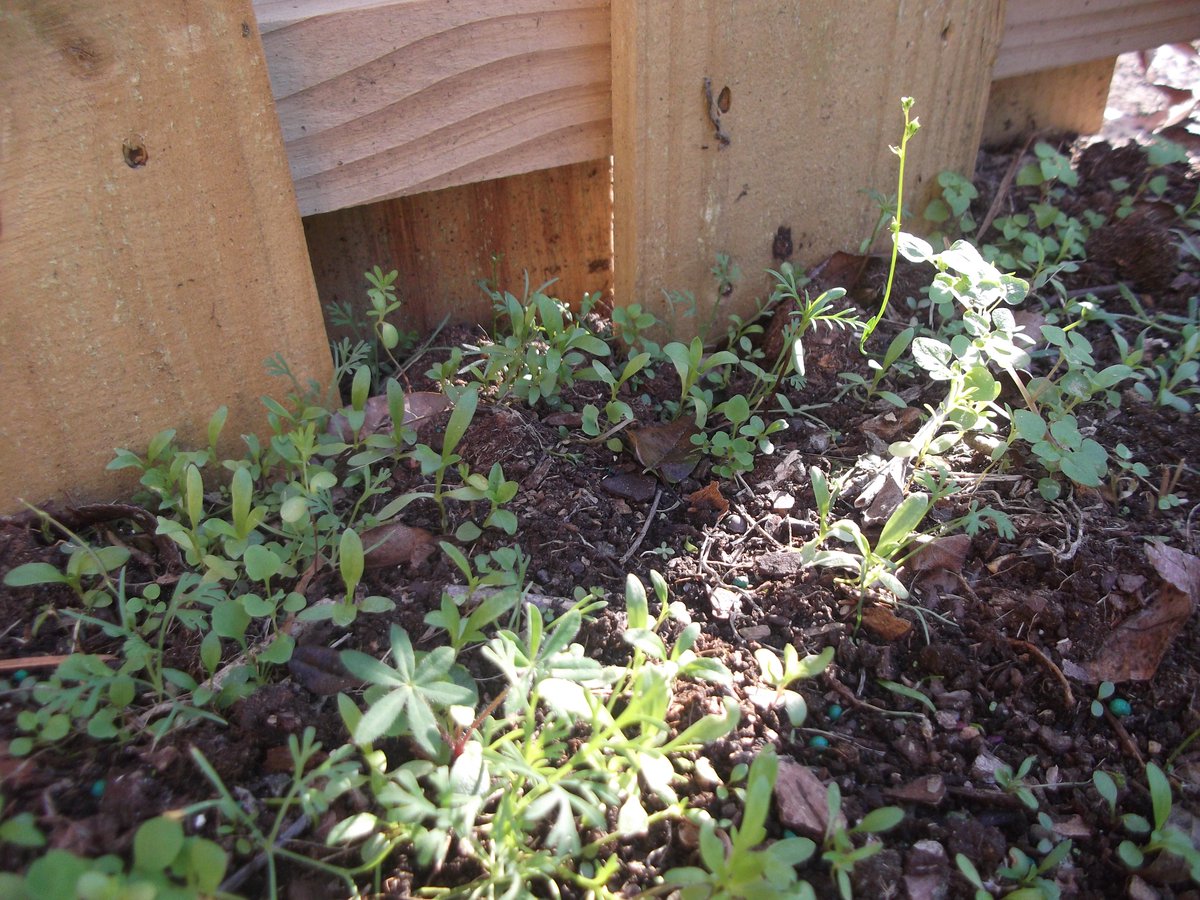 MonarchHelp's tweet photo. Wildflowers mix doesn't look like much...yet :) #nectarsources #monarchbutterfly https://t.co/AT7yxDbMpe