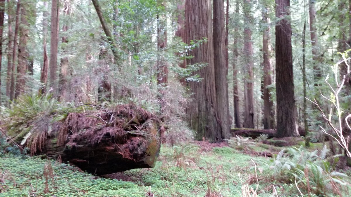 GirlfriendEver's tweet photo. Hiking trails on valentine's day! #BestBoyfriendever #FirstValentinesTogether #Redwoods #AvenueOfTheGiants #Loveyou https://t.co/wv1DRKS2gI