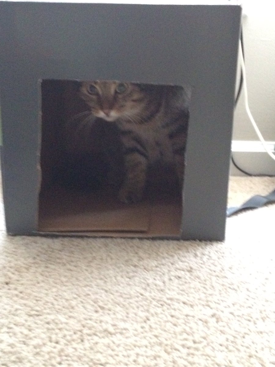 jazzmancuso's tweet photo. I cut a hole in a cardboard box. Not a minute later... https://t.co/4JfWIjrVYD
