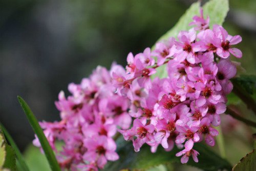 Now blooming! Bergenia is a plant no #saltspring garden should be without. Learn more. saltspringgardens.com/blog/category/…
