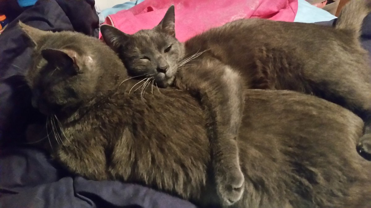 beanbeansworld's tweet photo. I love my daddy!!! #CatsOfTwitter  #family https://t.co/uCHGYE7X19