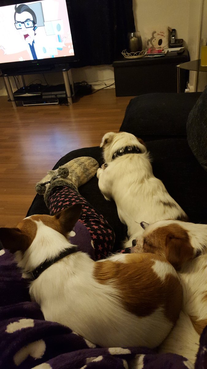 SamPalm35523085's tweet photo. #cuddling #FluffyTakeOver #DogApproved #dogsoftwitter #dogfriendly #doglovers https://t.co/JedEQBlIrY