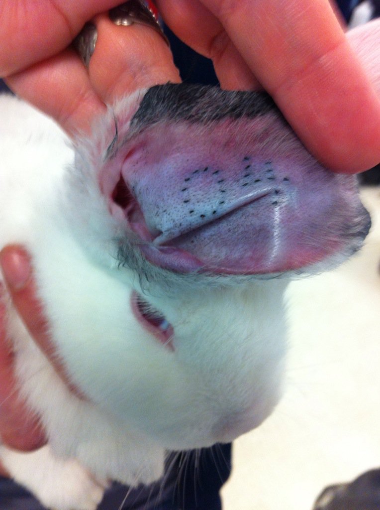 BozemanAg's tweet photo. Tattooing rabbits and completing hutch cards. #RealVetProgram @BozemanSchool @beachji https://t.co/rg4UCNJ1Xr