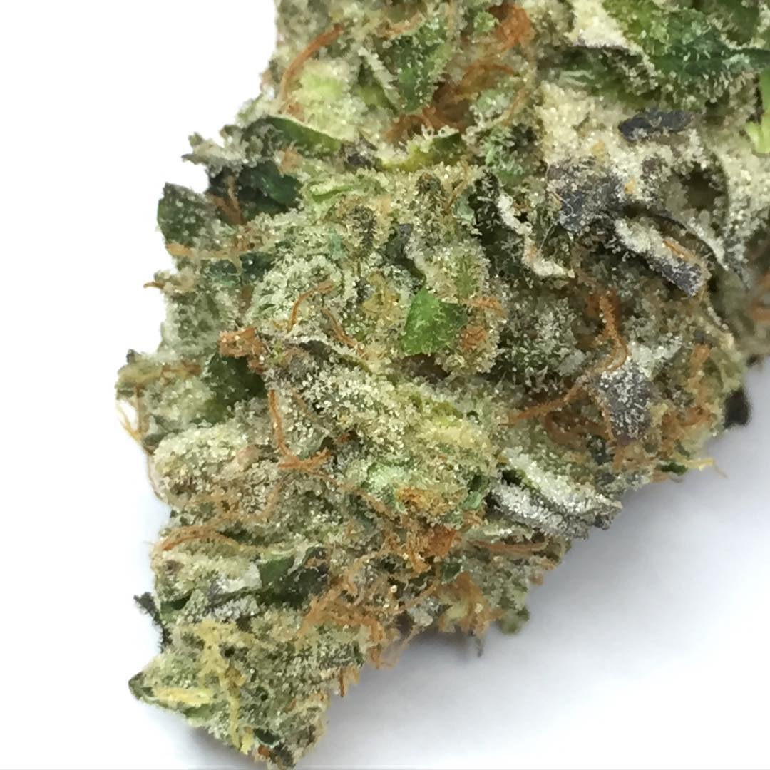 mudbaymeds's tweet photo. Platinum GSC by @cotc_gardens So delicious. #goodcooks #cookies #gsc https://t.co/H4GjaEaBGm